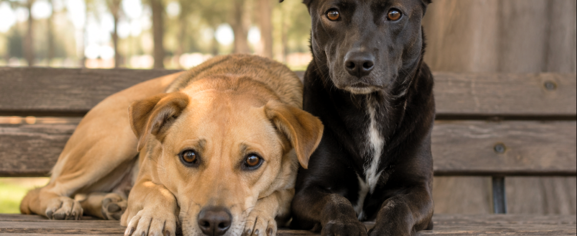 Día del Perro Sin Raza: salud, diversidad genética y vínculo humano-animal