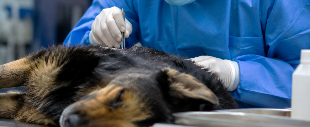 Peritaje veterinario forense: lanzan una capacitación pionera en el sur argentino