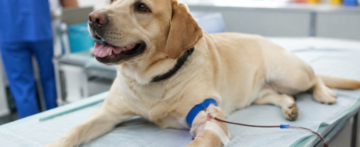 Donar sangre también salva vidas en veterinaria