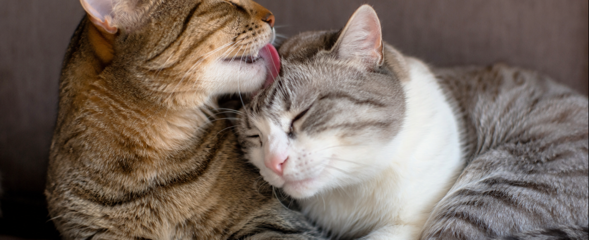 Acicalamiento mutuo en gatos: entre el vínculo social y la gestión del conflicto