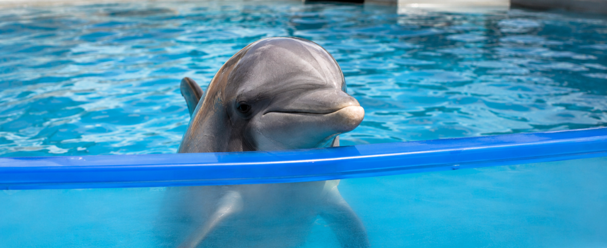 Delfines: cada vez más voces reclaman el fin del cautiverio