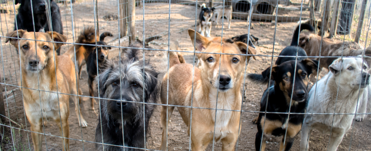 Presentan un proyecto de ley para regular criaderos, guarderías y refugios de animales de compañía