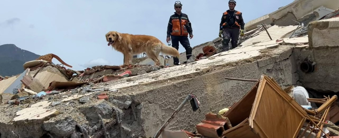 Perros de rescate: el exitoso trabajo de ACECC en Venezuela