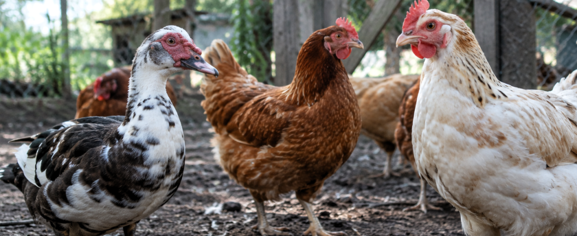 Detectan influenza aviar en aves de traspatio en Carlos Spegazzini
