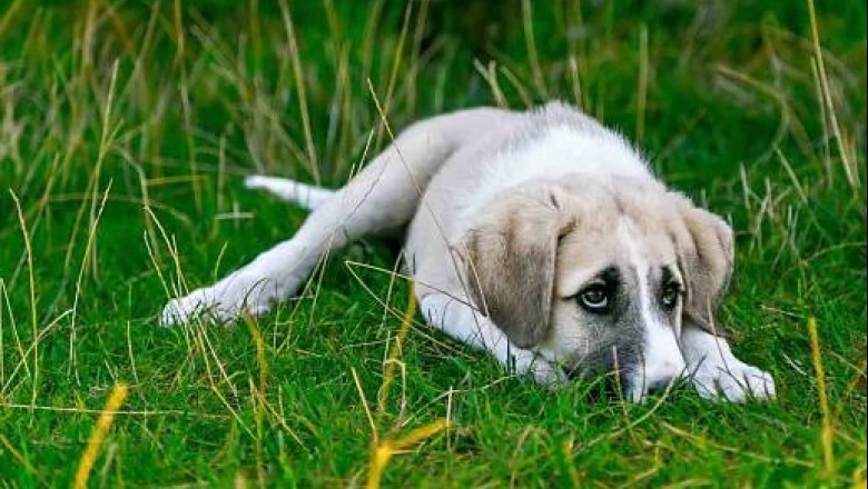 Avanzan en una vacuna contra la filariosis canina