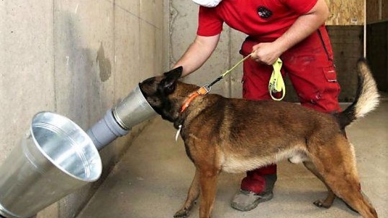 Comenzarán a entrenar perros para detectar el COVID-19