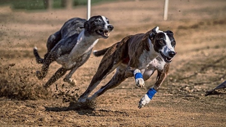Por primera vez una abogada será querellante a favor de tres galgos