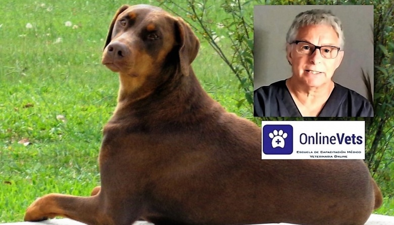 Prostatitis Animales La próstata canina y la enfermedad prostática - Segunda Parte - Vet Market