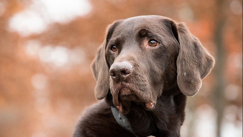 puede la endogamia causar problemas en los perros