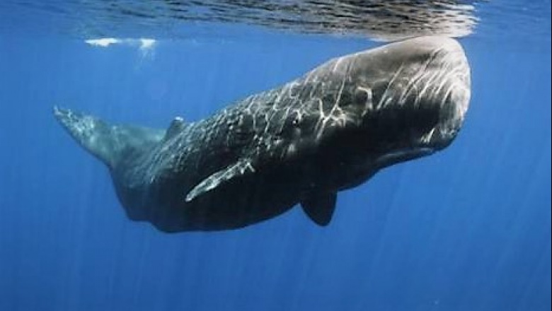 Buscan descifrar la comunicación de los cetáceos para poder comunicarse con ellos