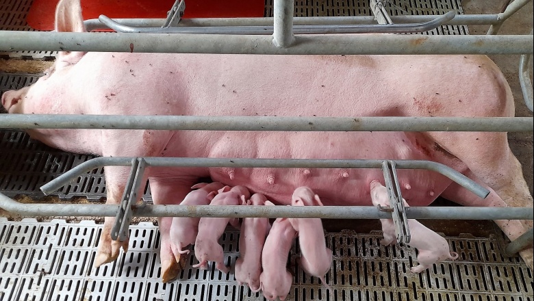 Nacen los primeros lechones por transferencia embrionaria en Argentina