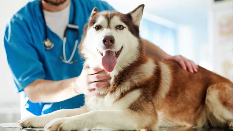 Cómo actúa la diarrea por disbacteriosis en caninos y felinos