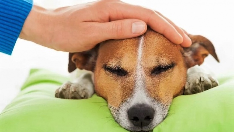 La AAHA actualizó las pautas sobre el manejo del dolor en perros y gatos