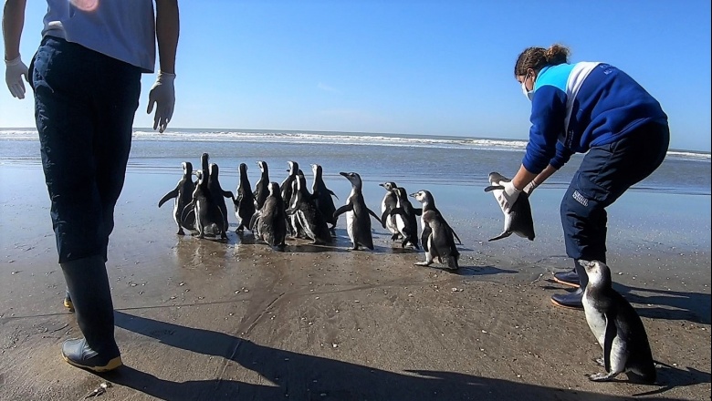 18 pingüinos fueron rehabilitados y regresados al mar en San Clemente