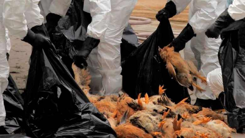 46 millones de aves tuvieron que ser sacrificadas en establecimientos de Europa por la gripe aviar