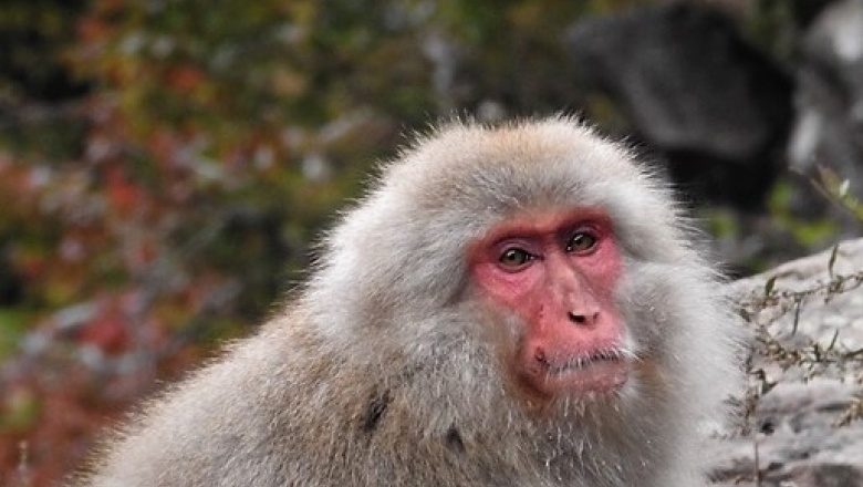 Una ola de ataques de macacos a humanos aterroriza a una ciudad japonesa