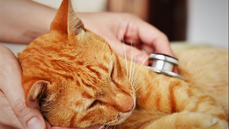 Actualización sobre infecciones de las vías respiratorias superiores en gatos