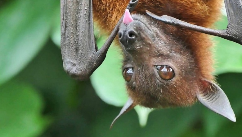 Los murciélagos son piezas importantes en el equilibrio ecosistémico