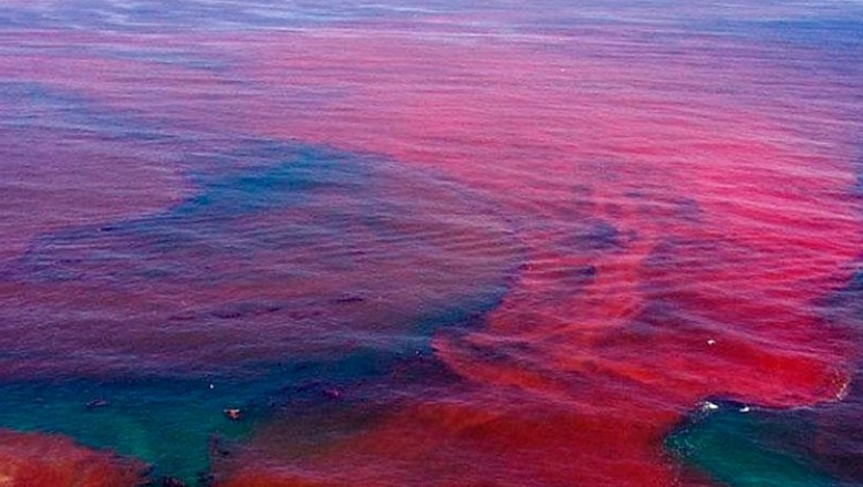 Alerta por la crecida de "marea roja" en Península Valdés