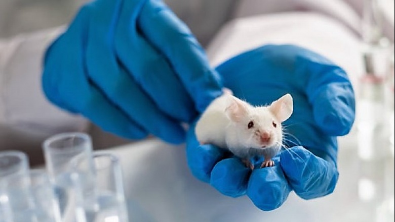 Declaración de la WVA sobre uso de animales de laboratorio en la investigación