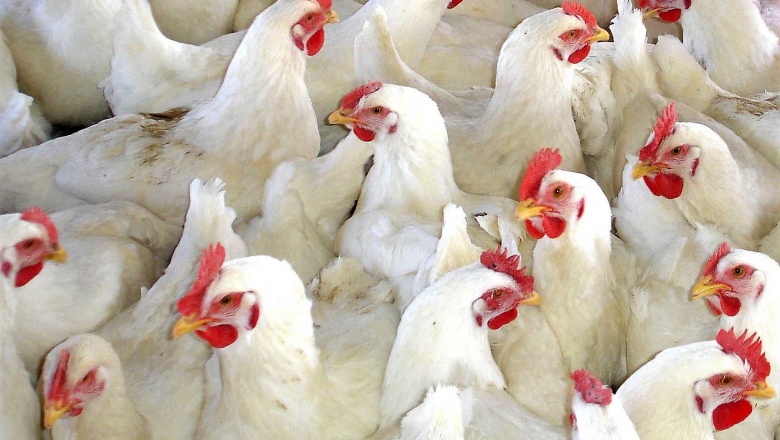 La OPS alerta ante los crecientes brotes de influenza aviar en países de América