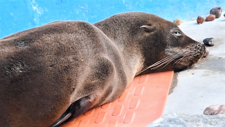 La desnutrición es la principal causa de atención de la fauna marina