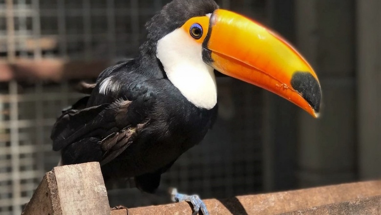 9 razones por las qué los animales silvestres no deben tenerse como mascotas