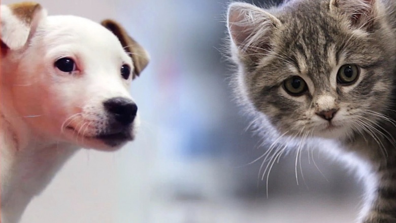 Finalmente fue aprobada de manera definitiva la Ley de Bienestar Animal en España