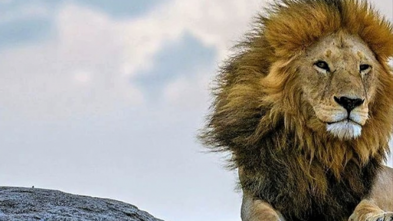 Murió la más icónica atracción turística del Parque Nacional más visitado de Tanzania