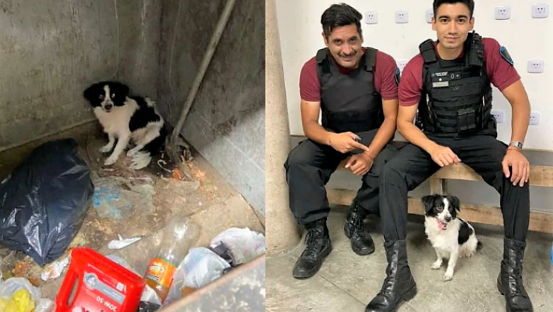 La mujer que tiró una perrita en un contenedor de basura fue imputada por maltrato animal