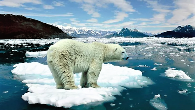 Advierten sobre la devastadora realidad que atraviesa la naturaleza
