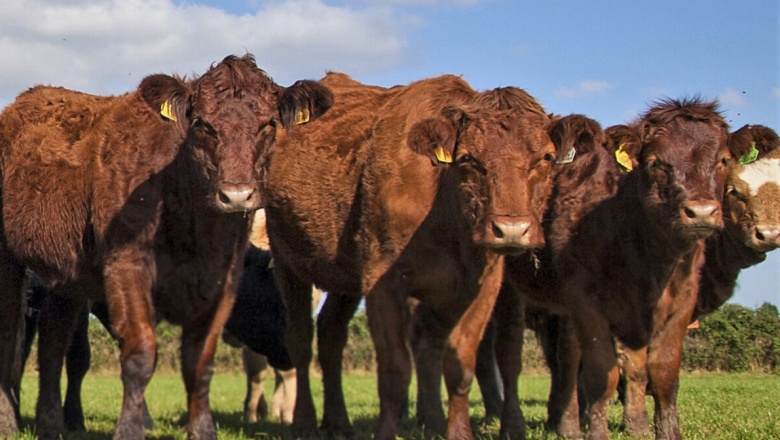 Tuberculosis Bovina: Una enfermedad zoonótica de riesgo para la salud pública