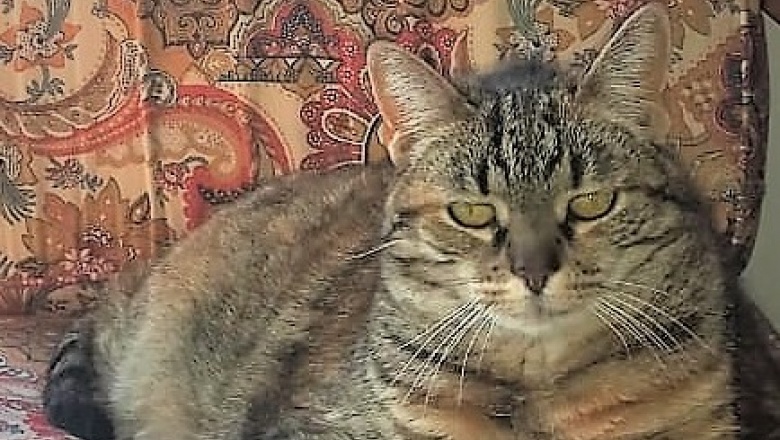 La lobectomía hepática se asocia con tiempos de supervivencia prolongados y buen pronóstico en gatos con carcinoma hepatocelular