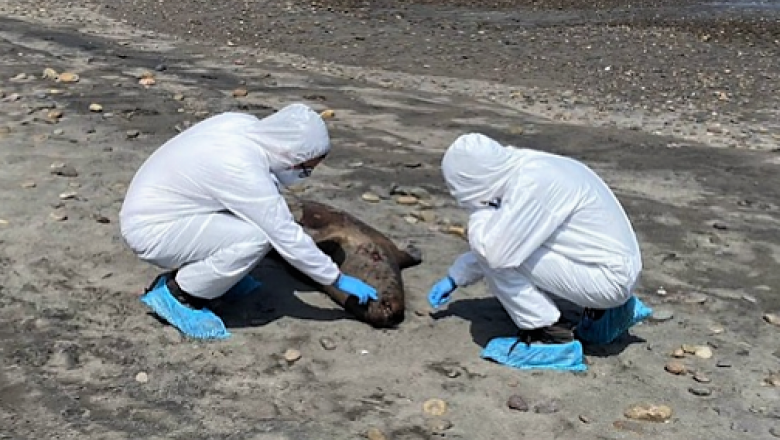 Registran en Chile una cifra histórica de animales marinos varados muertos