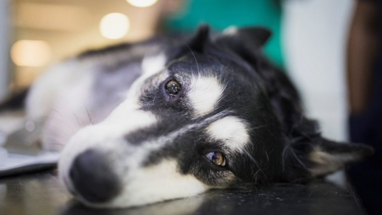 Evalúan la asociación entre el deterioro cognitivo y el sueño en perros mayores