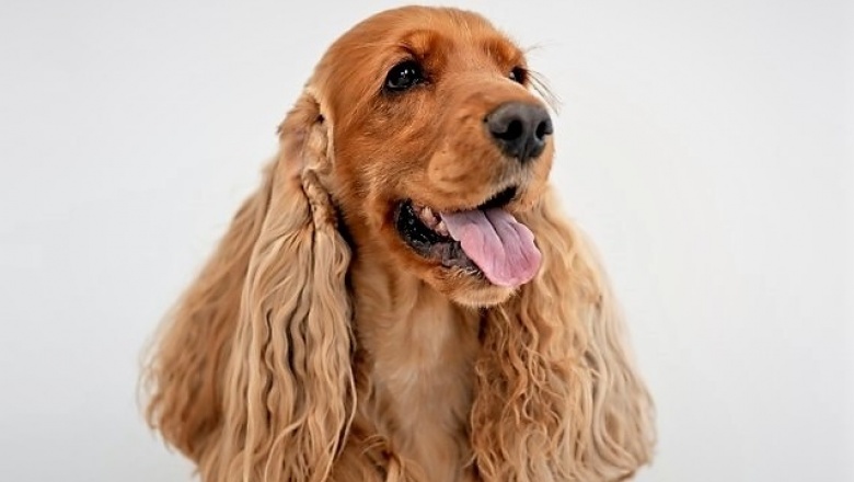 Los trastornos más comunes del Cocker Spaniel inglés