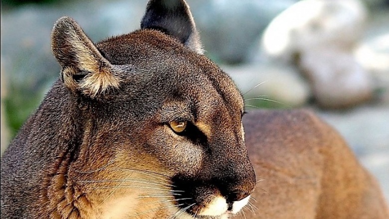 Presentan en el Congreso de la Nación un proyecto de ley sobre bienestar animal