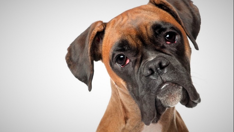 Determinan los trastornos de salud más comunes en perros de raza bóxer
