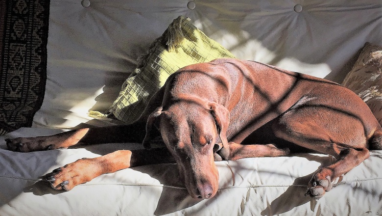 Identifican los factores de riesgo de la osteoartritis canina