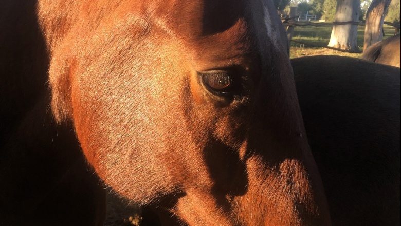 Un fallo judicial garantizó el bienestar de dos animales