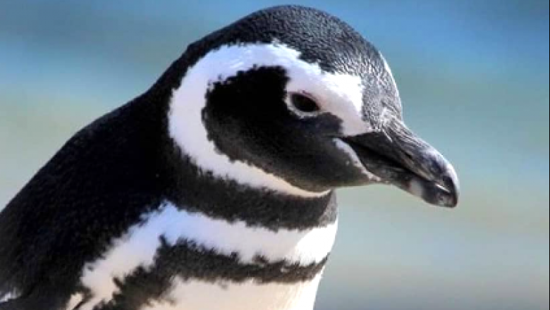 Comenzaron a llegar los primeros Pingüinos de Magallanes a la costa chubutense