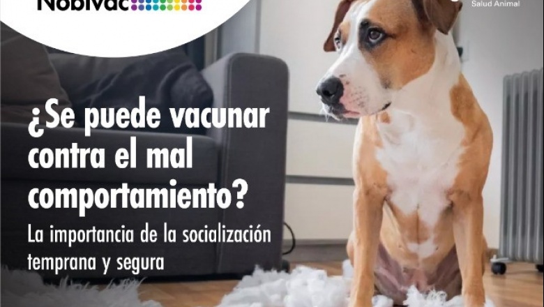4 de Octubre - La importancia de la socialización