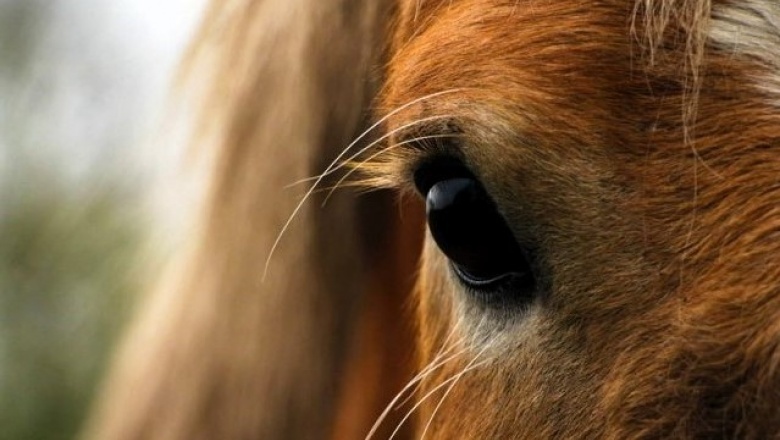 El Senasa dispuso medidas de prevención y vigilancia para determinar la sanidad de los equinos