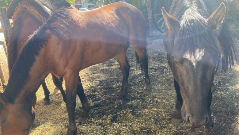 El Senasa confirmó casos positivos de encefalomielitis equina en Corrientes y Santa Fe