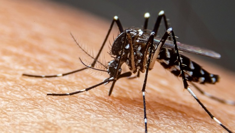 Preocupación por la suba de casos de dengue