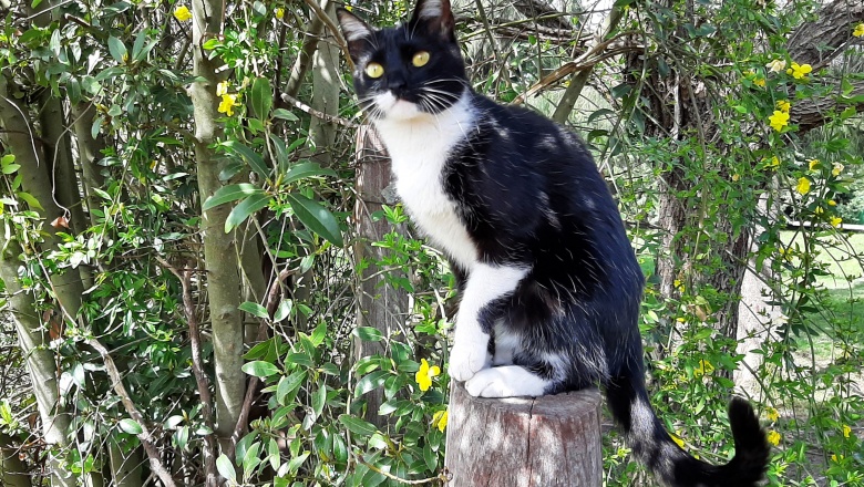 Confirman caso de rabia felina en Mar Chiquita