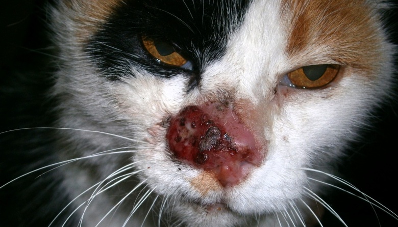 Carcinomas de células escamosas en felinos: nuevo y efectivo tratamiento