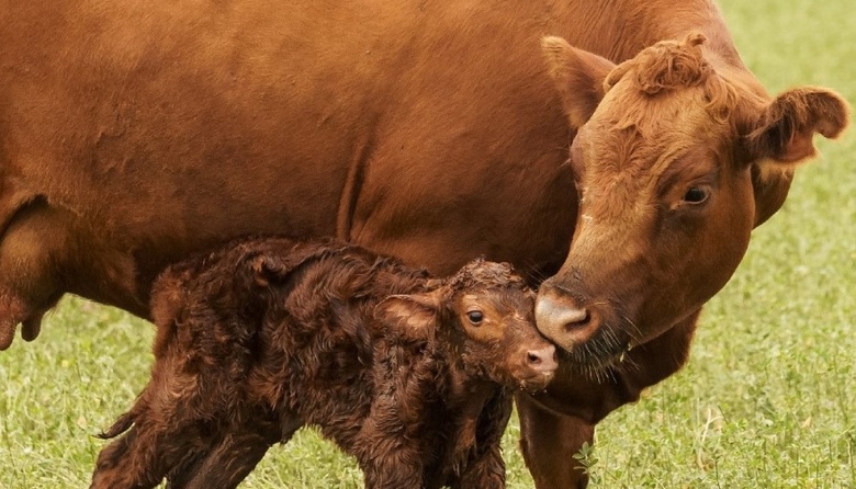 Biogénesis Bagó lanza la nueva solución de la línea de reproducción "Ecegon RTU"