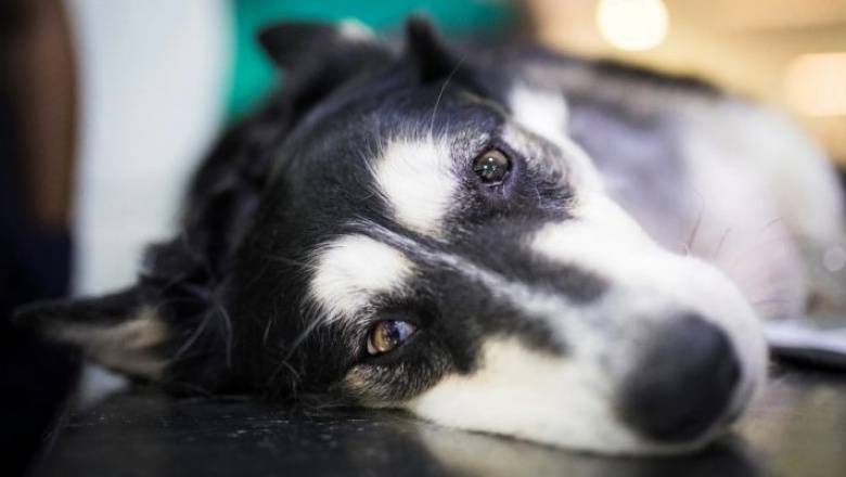 Perros en situación de calle: El punto de vista de los veterinarios - Vet  Market