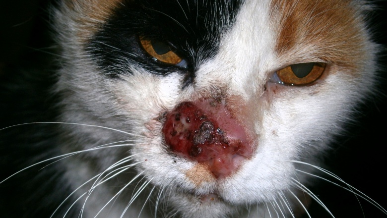 Carcinomas de células escamosas en felinos: nuevo y efectivo tratamiento